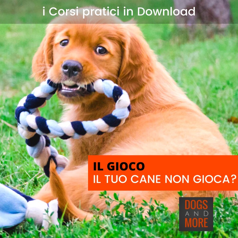 giocare con il cane
