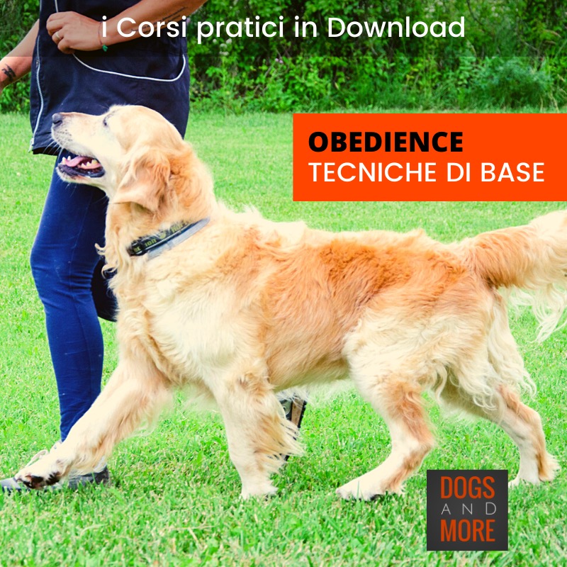 video obedience tecniche lavoro col cane
