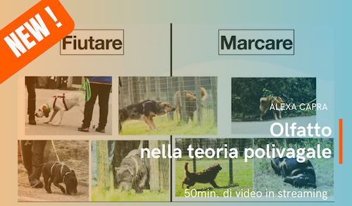 olfatto nel cane