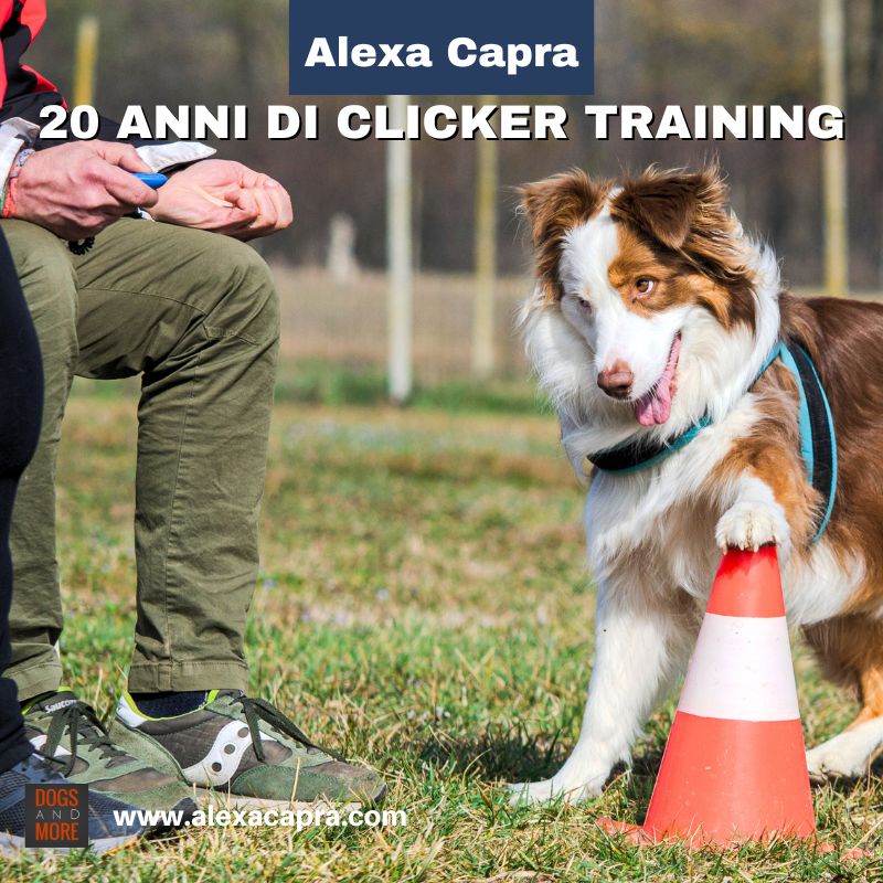 corso clicker training video