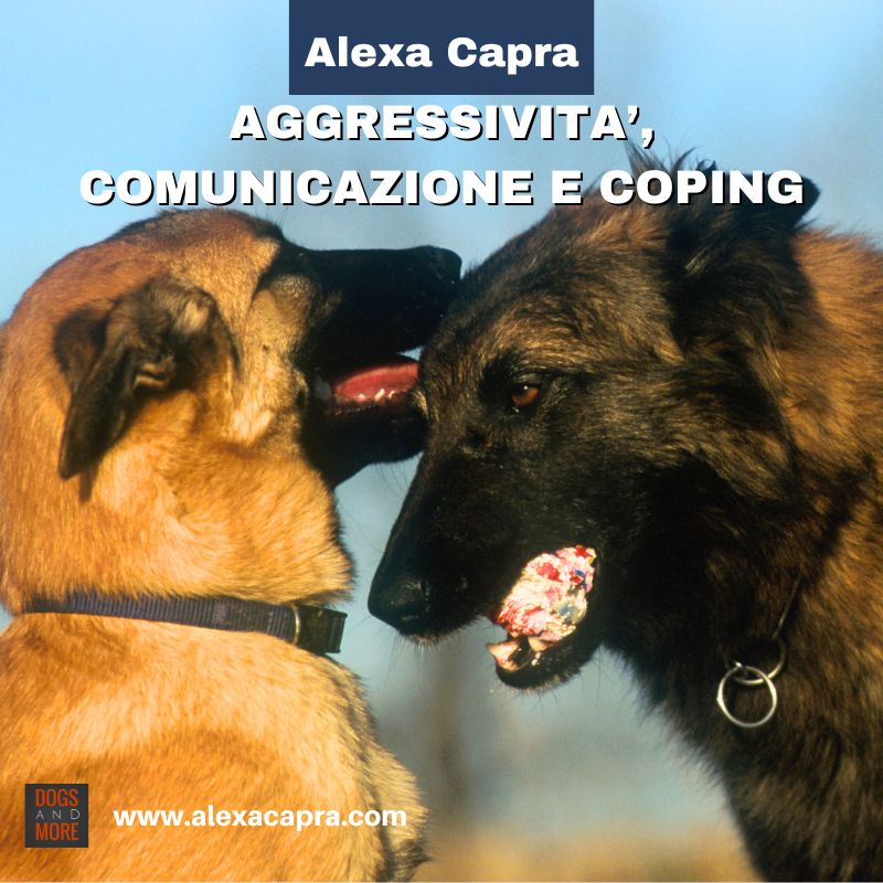 comportamento di dominanza nel cane