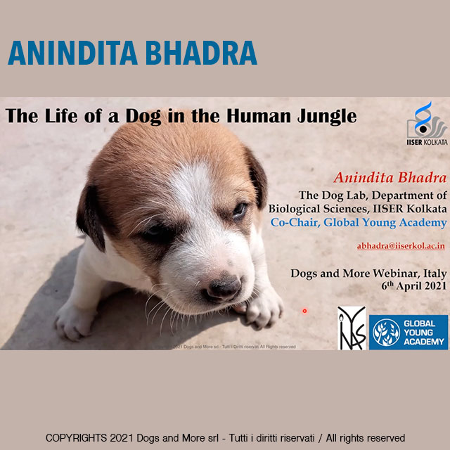 dogs and human resources