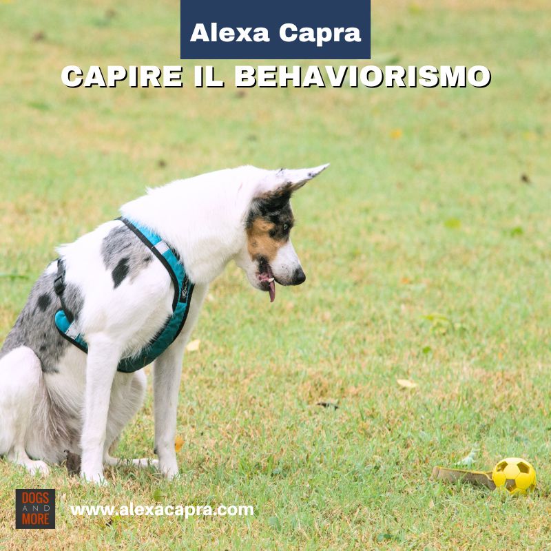 il significato del behaviourismo nell'educazione cinofila