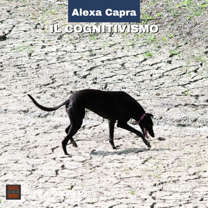 apprendimento sociale nel cane