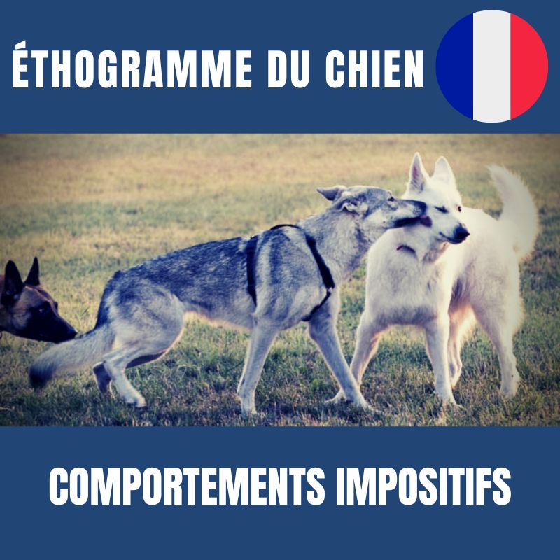 comportement chien